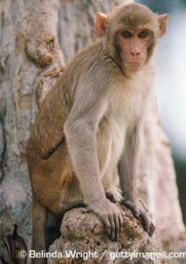 주요실험용영장류 Rhesus macaque