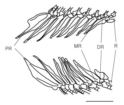 260 박종성 박종영 Fig. 9. Medial view of shoulder girdle and lateral view of pelvic girdle in Coreoleuciscus splendidus.