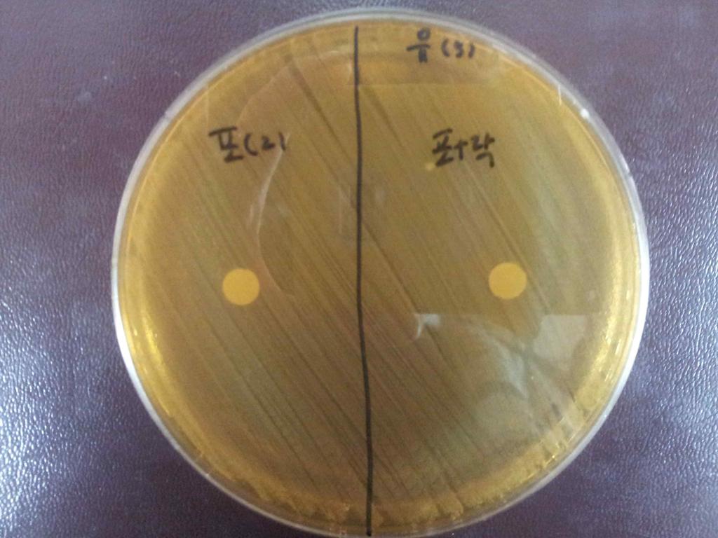 2) 황색포도상구균 (Staphylococcus aureus) 의 Weissella cibaria 에대한항균효능실험결과 표 4.