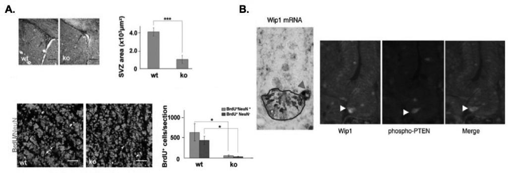 미래유망연구실탐방 그림 2. 뇌신경줄기세포와장줄기세포에서발현되는 Wip1 단백질 (Zhu et al.