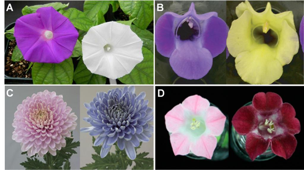 과플라보놀을함유한다 (Chen et al. 2012). 플라보노이드생합성경로의주요유전자들의발현을억제시켜꽃색을변경시킨다양한결과들이보고되고있다. Lim et al.(2016) 은 RNA 간섭기술을이용하여내재 DFR 유전자의발현을억제하여흰꽃색이생성되게하였다 (Fig. 3A).