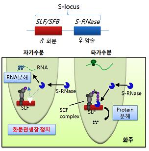 4. 자가불화합성의메커니즘 (1) GSI : S-specific RNase 의작용 ( 화분관신장중에발현 ) ( 같은 s allele) ( 다른 s