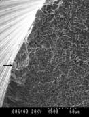 A SEM image of the fractured surface of HERO 642 file after cyclic loading: a control group ( 150). Figure 5.