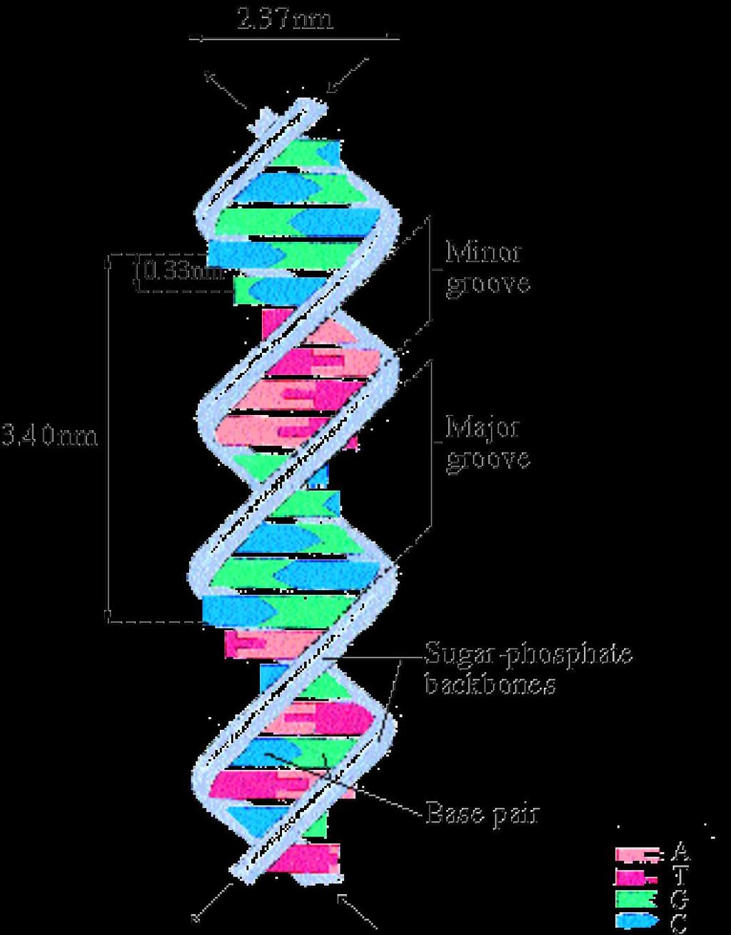 비교 : DNA helix p-0.54 nm R-0.15 nm DNA helix -pitch (3.40 nm) -rise (0.