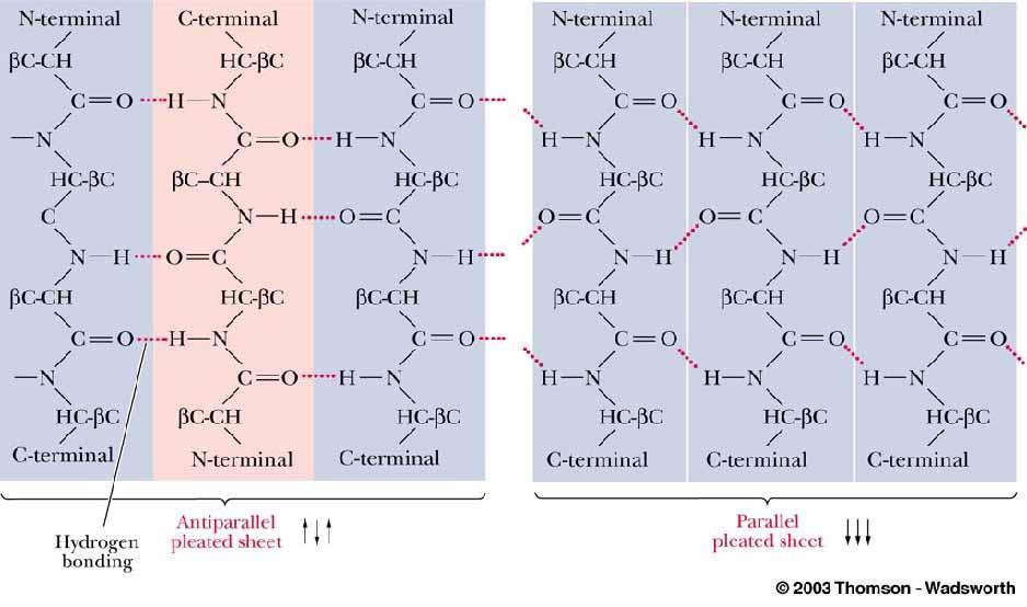 단백질의이차구조 (Secondary Structures): b-sheet -anti-parallel: The hydrogen bonds are essentially perpendicular to the beta strands, and the space between hydrogen-bonded pairs is alternately wide and