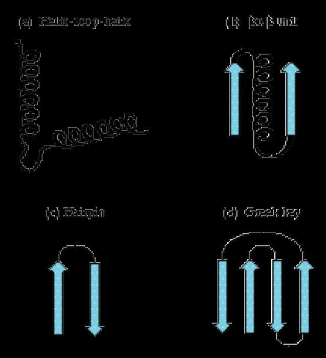 단백질의구조적세부단위 : motif 초이차구조 (supersecondary structure) motif 는주로다음구조들에의해형성 - helix-loop-helix (ala) - bab unit - hair-pin -