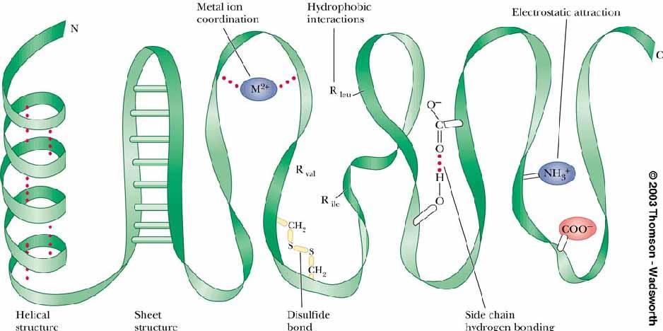 단백질삼차구조와삼차구조를안정시키는힘 삼차구조 : 단백질의곁사슬 (sidechain)