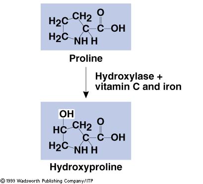 Hydroxyproline 합성 : 비타민 C