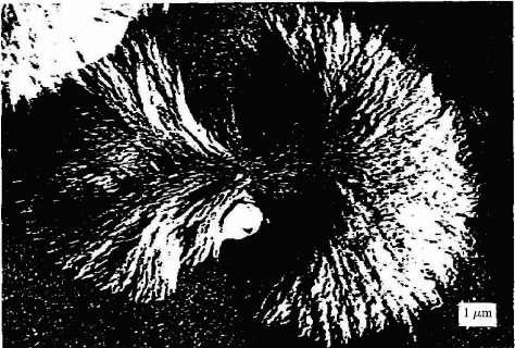 Nylon 6 spherulite 의초기형성단계의전자현미경사진 6.2.