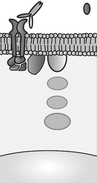 360 대한소화기학회지 : 제 54 권제 6 호, 2009 Fig. 2. Cetuximab and K-ras modulate signaling through the epidermal growth factor receptor (EGFR) pathway.