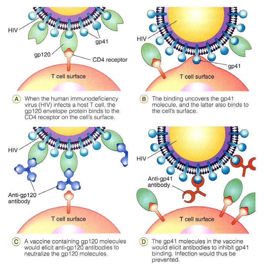 3) Biotech Vaccines - Vaccines : 미생물체, 불활성화된 virus, 미생물단편 -> 부작용문제 -> antigen protein
