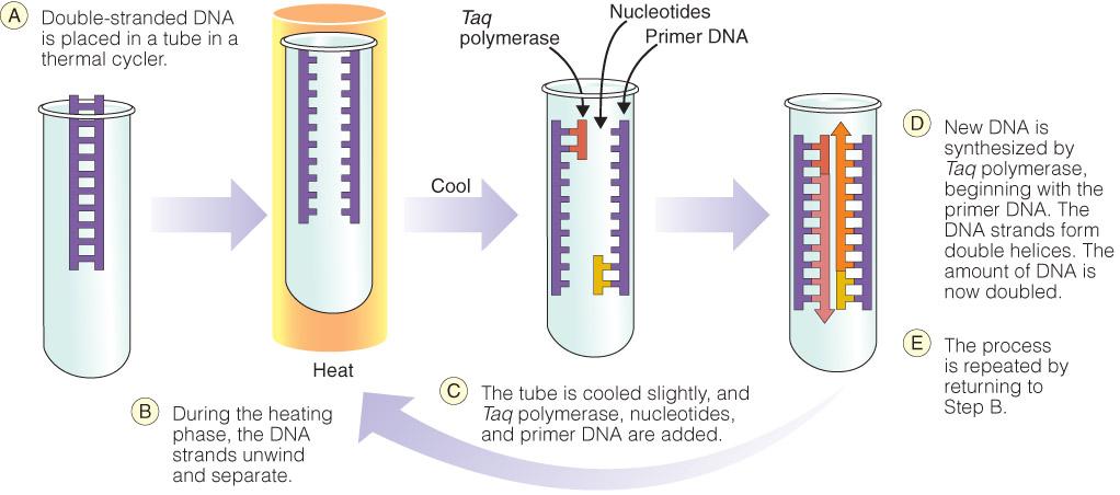4) DNA Vaccines - 항원단백질유전자를함유한 plasmid - 감염성, 복제능없이특정단백질만을생산 - 현탁액주사로면역성유발 5) DNA Analysis and Microbial Detection - DNA probe 와 PCR