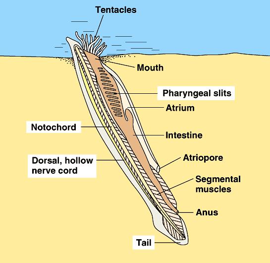 2) 두삭동물아문 (Cephalochordata) (1) 가장원형적인척삭동물의형태를갖는동물로해안의모래를파고들어가서식하며, 주요종으로는창고기