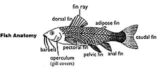 Class Chondrichthyes : the cartilage fish (sharks, rays, and skates) a. Cartilage skeleton b.