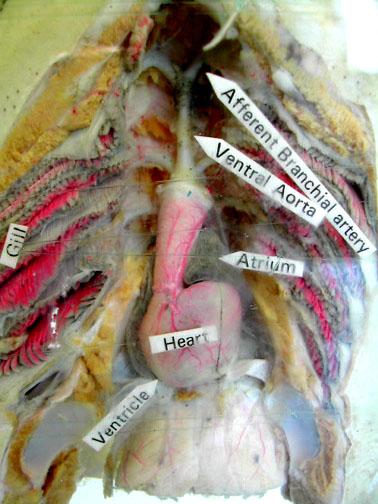 나. 심실에서나온혈액은심장구를지나아가미동맥 (afferent branchial arteries)