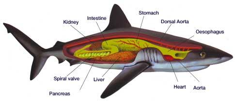 Sharks are fish that have no bones, only cartilage. They have 5-7 gills (without gill covers, operculum) in front of their pectoral fins (on both sides).