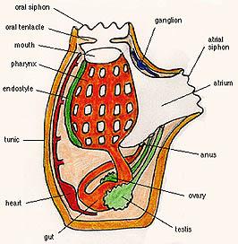 (3) 몸의위쪽에물과먹이를빨아들이는입수공 (incurrent siphon) 과, 물과노폐물을내뿜는출수공 (excurrent siphon) 이있다. 이입수공과출수공으로물속에있는산소를흡수해호흡을하며, 함께들어온플랑크톤과같은먹이를먹기도한다.