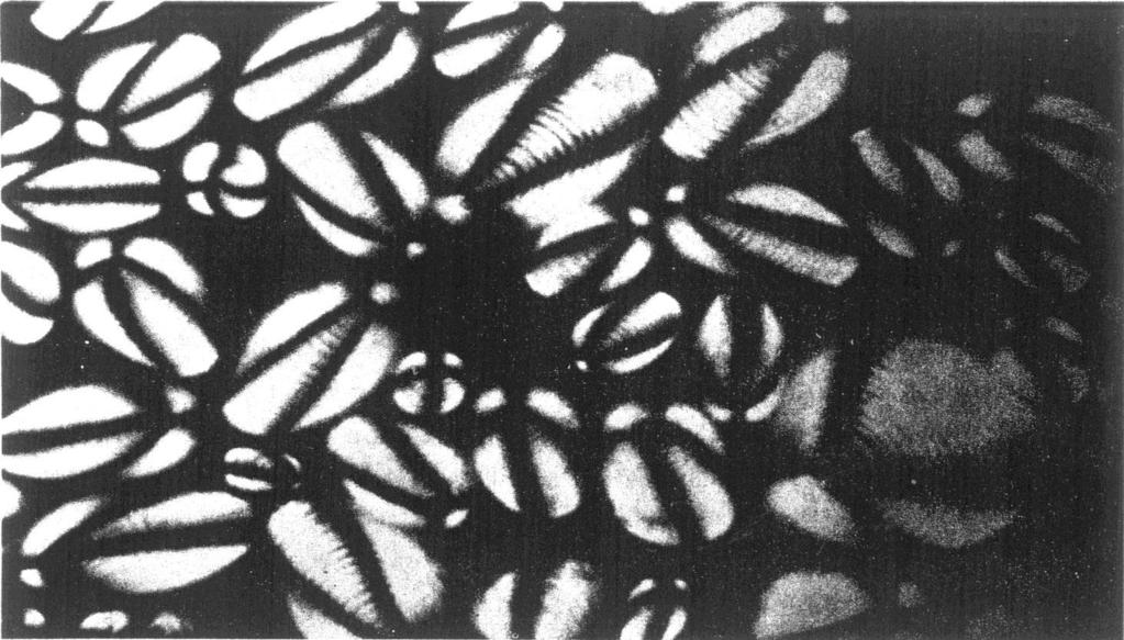 [ 그림 7-6] 가열된전분현탁액을특수한니콜프리즘 (crossed Nicol prism) 을장치한현미경으로볼때, 편광 (polarized