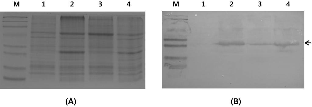 214 이선주 홍진성 최장경 김은지 이긍표 Fig. 3. SDS-PAGE and Western blot of N. benthamiana inoculated with Gn-CMV, Y-CMV, and Pf-CMV.