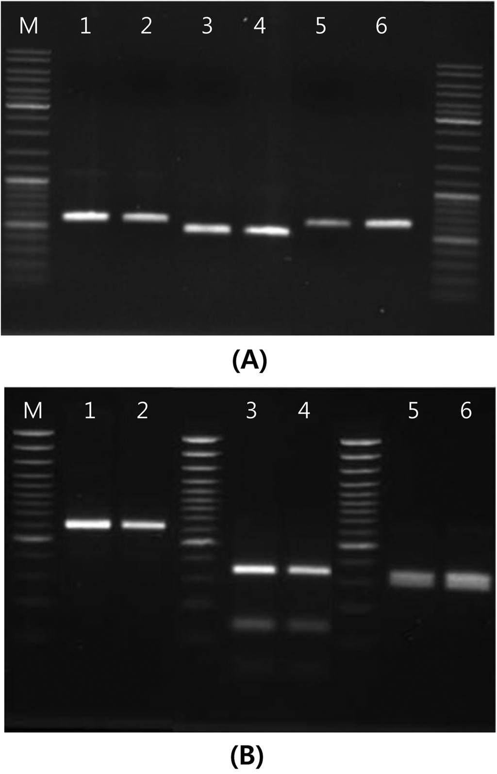 Lane 1: mock-inoculated, lane 2: Gn-CMV, lane 3: Y-CMV, lane 4: Pf-CMV, and lane M: molecular weight marker. Arrow indicates 28 kda of coat protein.