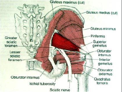 넓적다리를움직이는근육 가쪽회전근육 속폐쇄근 (obturator internus) 위쌍둥이근 (gemellus superior) 아래쌍둥이근