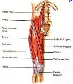 종아리를움직이는근육 종아리폄근 다리곧은근 (retus femoris) 가쪽넓은근 (vastus