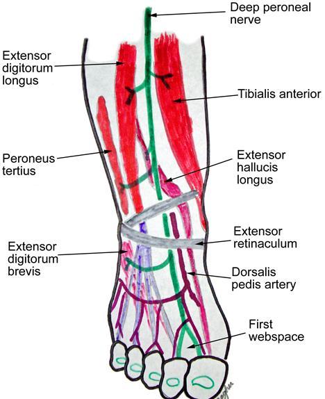 발을움직이는근육 발의등쪽굽힘근