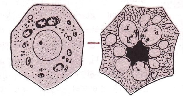 (1-1) 표피샘, 분비샘 분비방식에따른분비샘의종류 A 온분비샘