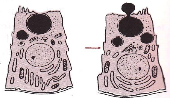 B 예 ) 조류의지방샘과포유동물의피지샘 부분분비샘 (merocrine