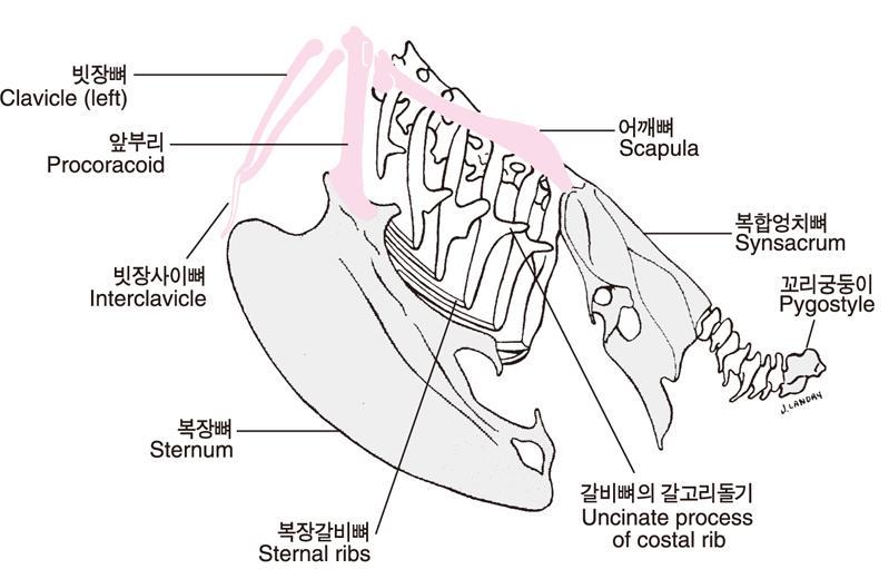 (1-4) 조류의지방샘 꼬리샘 (uropygial