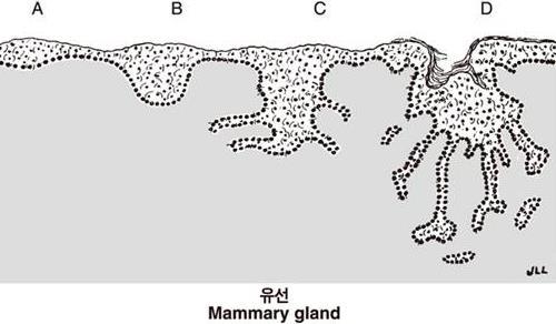 (1-8) 젖샘 (mammary gland) 포유류의젖샘 ( 유선, mammary gland) 주머니모양샘- 유두선 (milk lines)