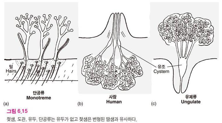 (1-8) 젖샘 (mammary gland) 포유류의젖샘 ( 유선, mammary gland)