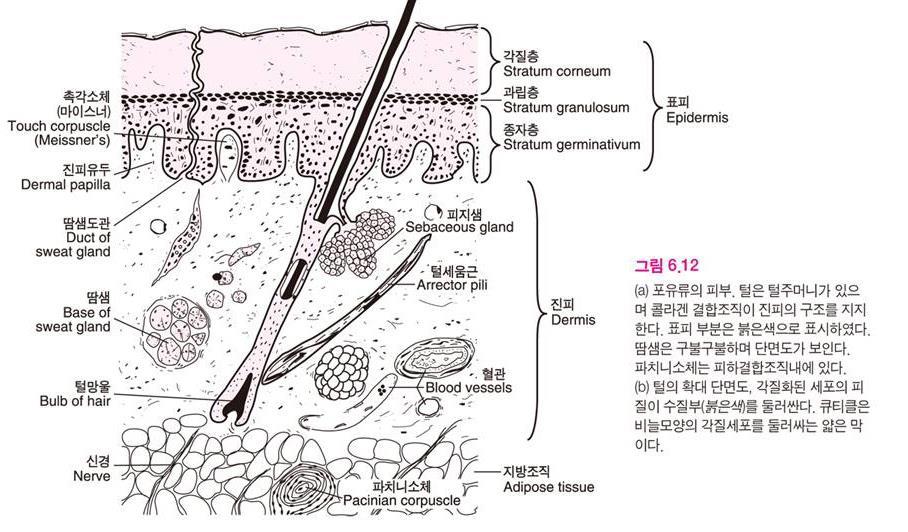 (2) 각질층 각질층 (stratum corneum) 는육지생활에필수적인건조방지역할을한다. 척추동물이물속생활을벗어난것은양막과각질층의발달때문이다.