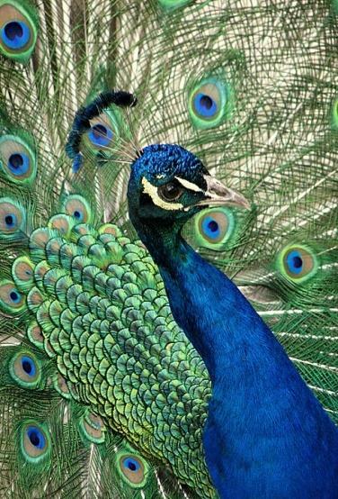 (5) 깃털 깃털의다양한색깔물리적인깃털구조로형성 - 흰색, 청색, 무지개색 :