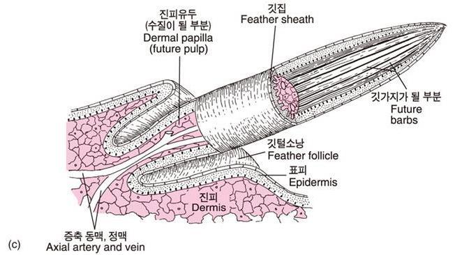 (5) 깃털 - 깃털의발생 깃털소낭 (feather Follicle): 윈시깃이신장하여주위가함몰된부분.