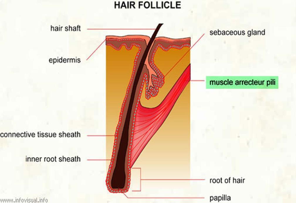(6) 털 (hair) 털줄기와털뿌리로구분 - 털줄기 ( 모간, hair shaft): 비스듬한각도로털주머니 ( 모낭, hair follicle) 에서돌출. - 털뿌리 ( 모근, hair root): 털주머니, 그끝이곤봉모양의털망울을형성.