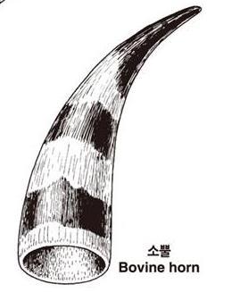 (7) 뿔 (horn) 소뿔 (bovine horn, 속빈뿔, 공각, hollow