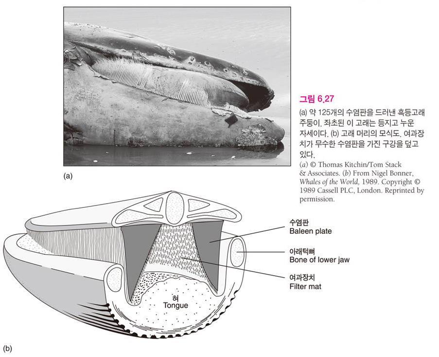 (8) 기타각질화구조물 고래수염 이빨이없는고래 : 플랑크톤을걸러먹는여과장치인넓고얇은긴빗살모양의고래수염