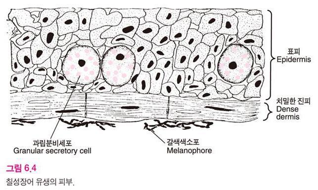 분비샘은점액샘-1개의세포로됨.