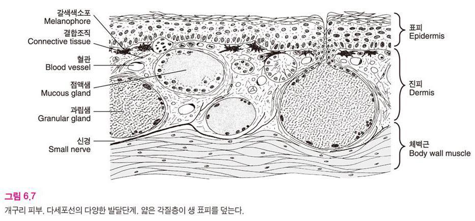 (1) 표피샘 1) 어류와수서양서류의표피 수서양서류.