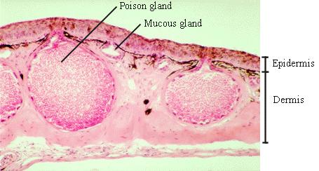 이보통은날카로운가시나지느러미골격의기부에존재 - 양서류 : 전신에분포.