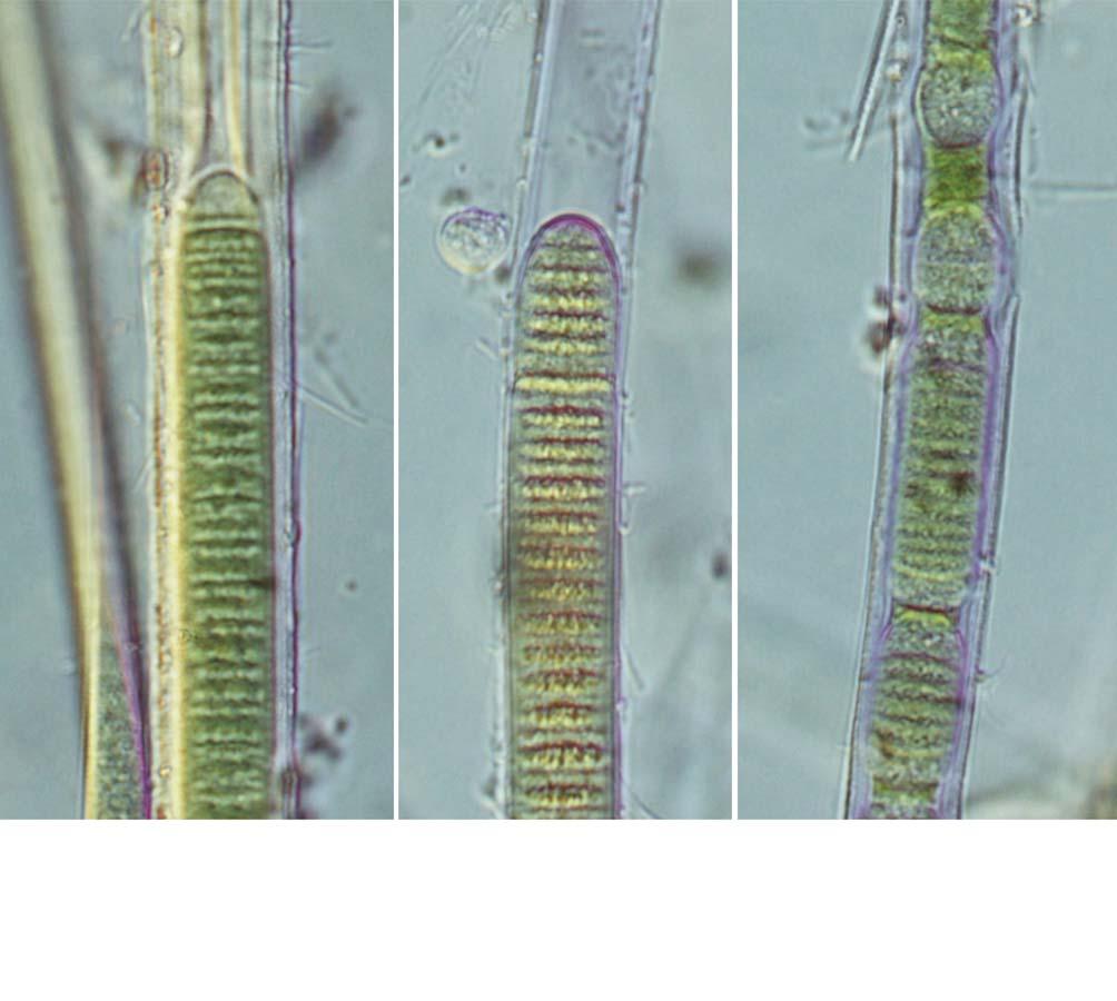 104 (Algae) II A B C 25 μm 54. A C. Lyngbya nigra. : Lyngbya nigra C. Agardh 1824, nom.