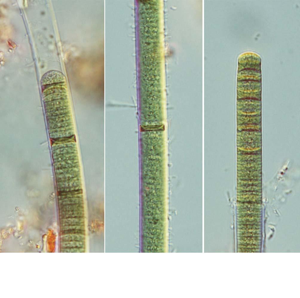 106 (Algae) II A B C 25 μm 56. A C. Lyngbya stagnina.,,,,, 11.