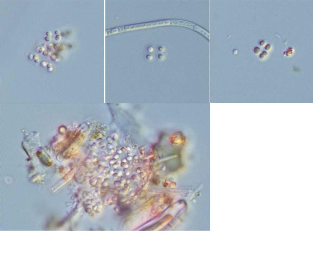 : : 13 A B C D 25 μm 2. A D. Chroococcus minimus.,,,.,,,. :. :,. : (Lee et al. 2008). :, 01.x.