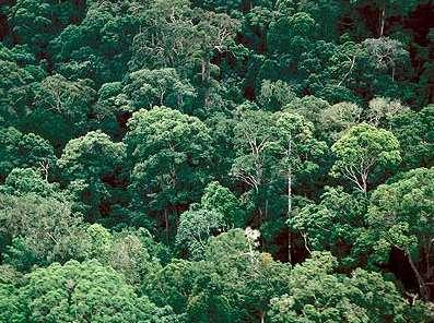 제 4 부위협에처핚토양생태계 Source: http://www.botany.unibe.ch/vegeco/index.php Prof. Dr. David M. Newbery His Interests: Tropical Rainforest Ecology 5. 열대지역의토양 6.