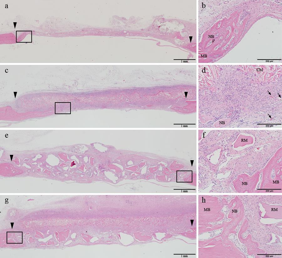 Figure 2. Histologic transversal sections obtained at 2 weeks after surgery (hematoxylin and eosin staining). (a, b) Control group, (c, d) DHT membrane group, (e, f) BG group, (g, h) DHT+BG group.