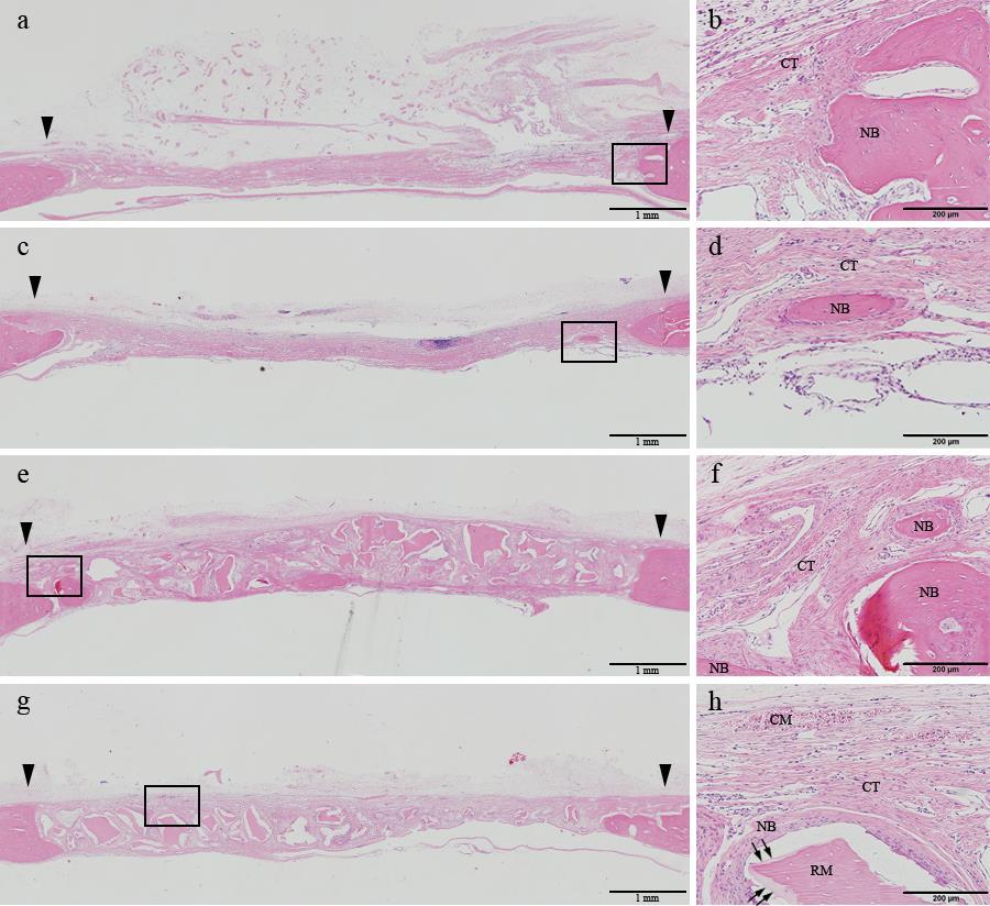 Figure 3. Histologic transversal sections obtained at 8 weeks after surgery (hematoxylin and eosin staining). (a, b) Control group, (c, d) DHT membrane group, (e, f) BG group, (g, h) DHT+BG group.