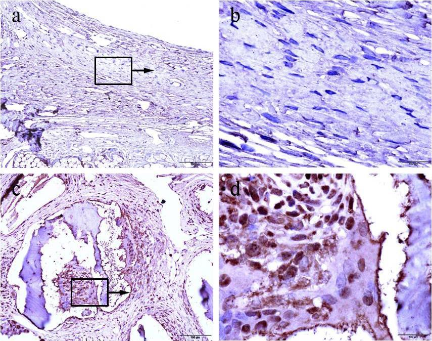 Figure 4. Expression patterns of proliferating cell nuclear antigen (PCNA) in tissue sections detected by immunohistochemistry.