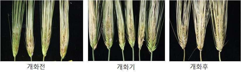 표 1-8. 곡류진균독소생성 F.