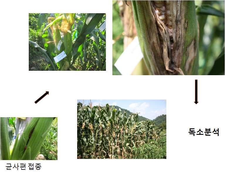 Fusarium 속균접종 그림